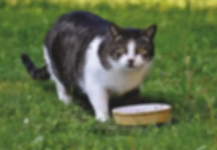 Misteri Pembantaian Ratusan Kucing Gegerkan Warga, 'Pembunuh' Dicurigai Hadir Membawa Makanan Kesukaan Kucing yang Tak Dicurigai Ini