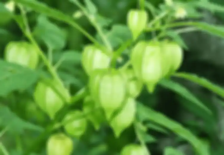 Nyesel Banget Jika Baru Tau Buah Ceplukan Bisa Jadi Obat Mujarab Ini, Sering Jadi Tanaman Liar Tak Disangka Ceplukan Punya Manfaat Atasi 6 Masalah Kesehatan Ini