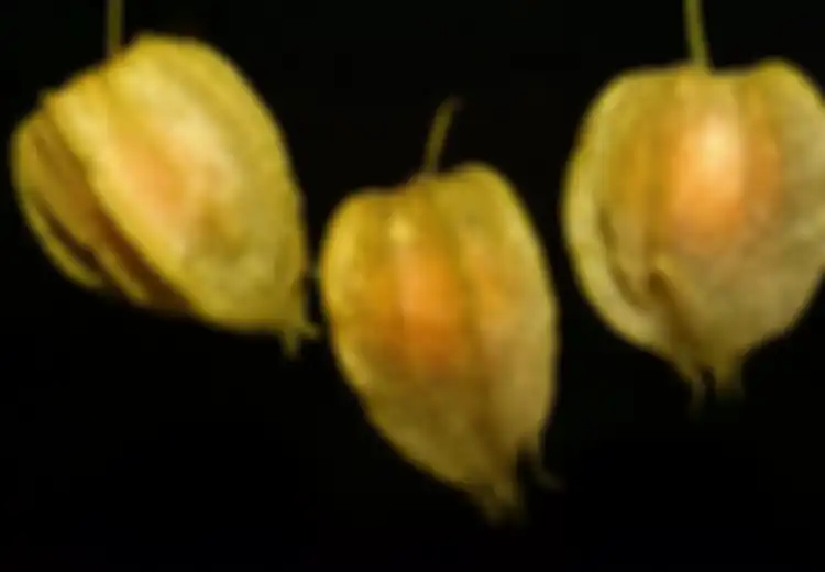 Kabar Baik Buat Pengidap Diabetes di Seluruh Indonesia, Cukup dengan Minum Air Buah Ciplukan Setiap Hari, Kondisi Tubuh Akan Berubah Seperti Ini, Intip Cara Pembuatannya
