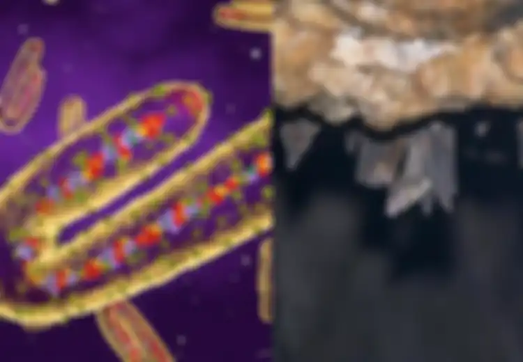 Belum Juga Selesai Pandemi Covid-19, Wabah Virus Marburg yang Mirip Ebola Landa Guinea, Penasihat WHO Optimis Virus Tersebut Dapat Dibendung