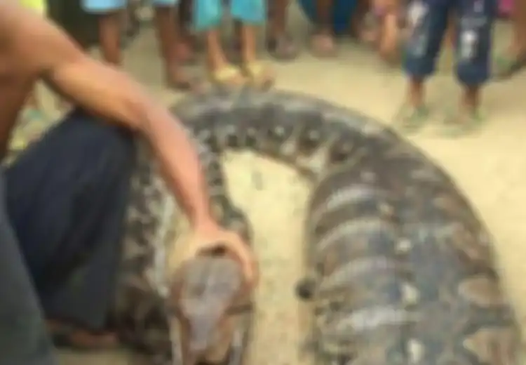 Ngeri Ular Piton Sepanjang 4,5 Meter Ini Lemas Dengan Perut Menggembung, Tak Disangka Habis Menelan Hewan yang Ukurannya Lebih Besar Dari Manusia Ini
