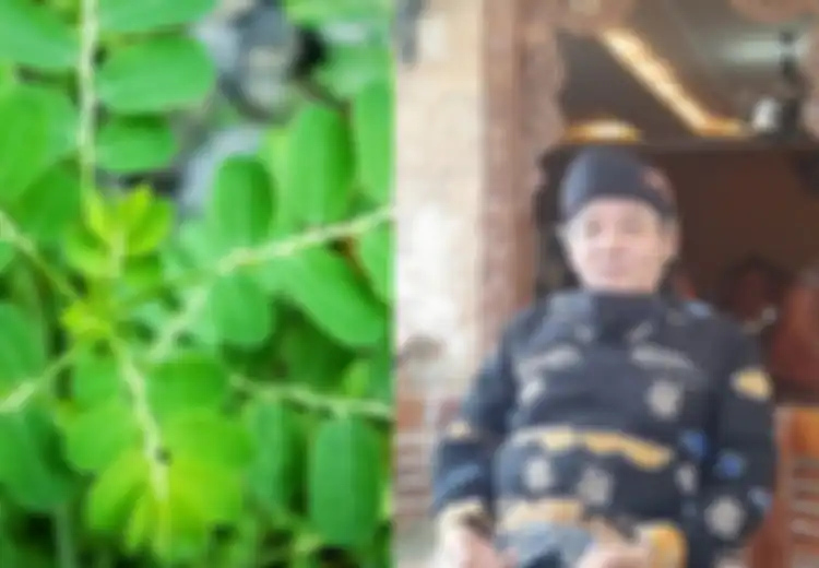 Pantas Sampai Bisa Gelontorkan Omzet Rp4 Miliar per Tahun, Daun Kelor yang Dibudidayakan Dudi Krisnandi Ternyata Tak Cuma Kaya Nutrisi, Tapi Juga Ampuh Cegah Penyakit Mematikan Ini