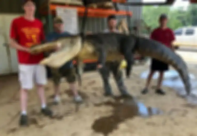 Bedah Perut Buaya Seberat 350 Kg, Pria Ini Malah Dibuat Syok Tau di Dalam Perutnya Ada Benda Langka Berusia 5.000 Tahun Ini