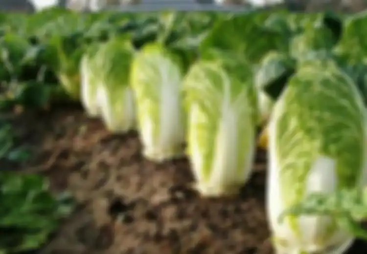 Beruntung Bagi Anda yang Suka Makan Sawi Putih, Tak Hanya Rendah Kalori, Sayur Ini Bisa Mengatasi Berbagai Penyakit Ini