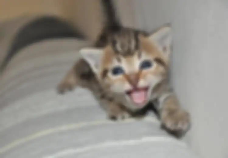 Pemilik Kucing Harus Sadar, Walaupun Tingkah Peliharaan Mereka Kadang Menyebalkan, Ini Hal-hal yang Membuat Kucing Bersyukur Pemiliknya Masih Ada, Tak Selamanya Jadi Babu!