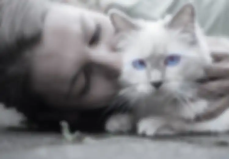 Selamat Bagi Pemilik Kucing yang Kucingnya Lakukan Hal-hal Ini Terus Kepadanya, Hal-hal Khas Ini Adalah Tanda Anabul Kalian Menyayangi Anda