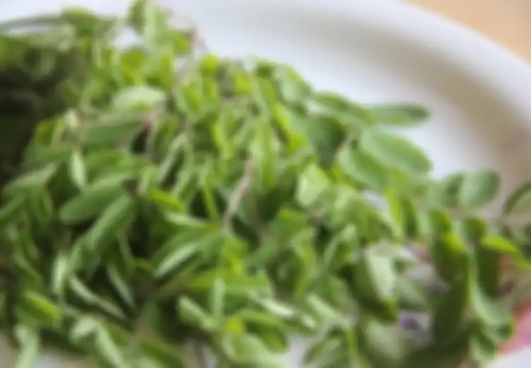 Cuma dengan Daun Kelor, Tubuh  pun Langsing Alami, Begini Caranya!