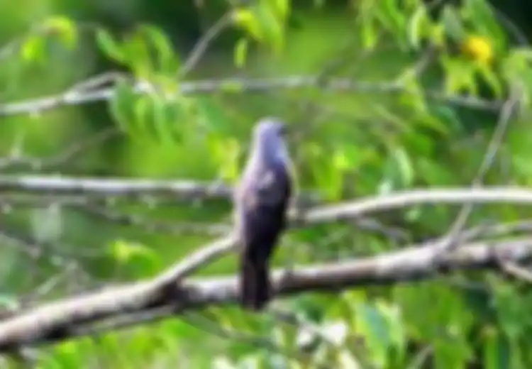 Kicauan Burung Kedasih Pertanda Sial? Begini Firasat dari Binatang, Menurut Primbon Jawa