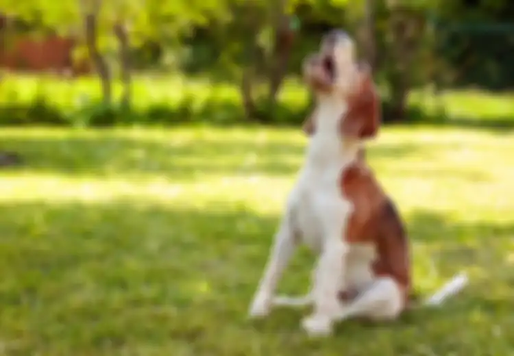 Anjing Menyalak Tanpa Sebab di Sore Hari, Apakah Pertanda Baik atau Buruk? Begini Menurut Primbon Jawa Firasat dari Anjing Peliharaan Berdasarkan Waktu Kejadian