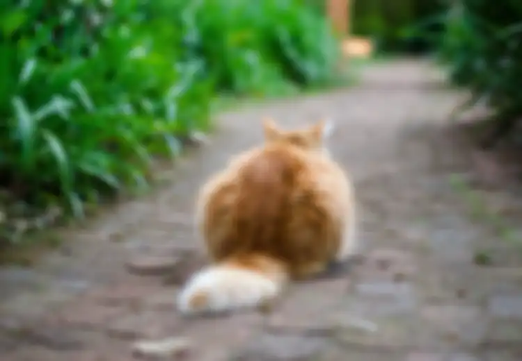 Tak Perlu sampai Menyiksa, Jika Takut Kucing Ini Cara Mengusir Hewan Ini dari Lingkungan Rumah