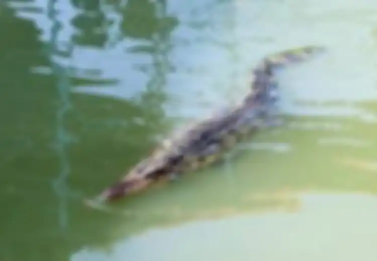 Padahal Sudah Diperingatkan, Pria Ini Malah Nekat Berenang di Danau yang Penuh Buaya, Namun Endingnya Mengejutkan Inilah yang Terjadi Pada Pria Tersebut