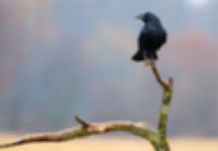 Firasat Burung Gagak Berkicau di Halaman Rumah Menurut Primbon Jawa, Apakah Pertanda Baik atau Buruk?