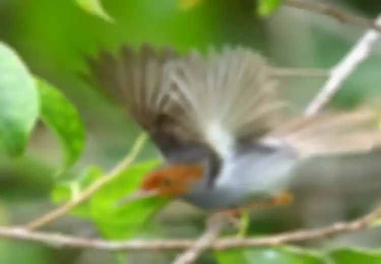 Firasat Kicau Burung Prenjak di Sekitar Tempat Tinggal Berdasarkan Arah Datangnya, Menurut Primbon Jawa, Apakah Pertanda Baik atau Buruk?