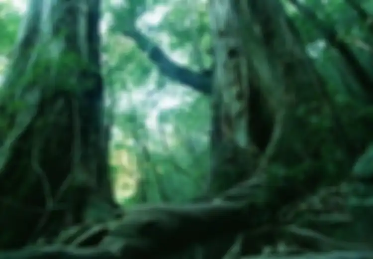 Misteri Aokigahara yang Menyeramkan, Hutan Bunuh Diri di Jepang, Dipasangi Papan Peringatan untuk Batalkan Niat Buruk Para Pengunjung