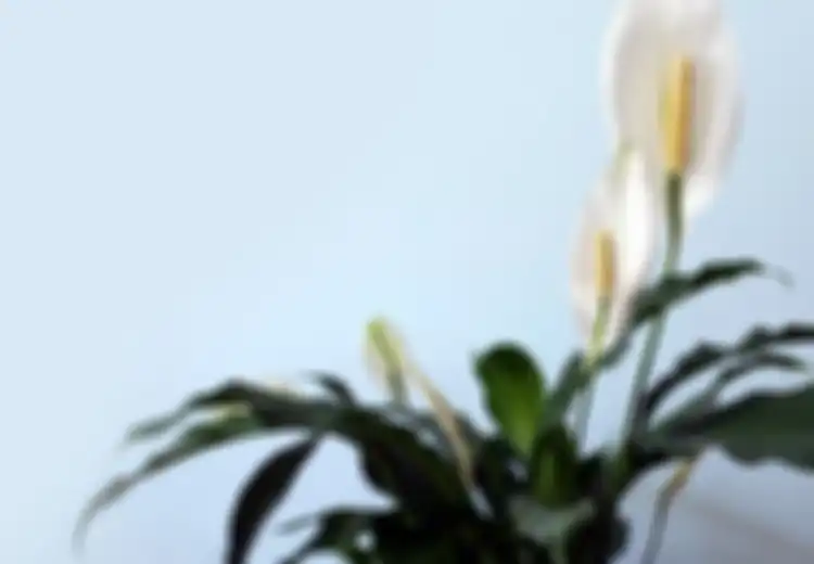 Yuk Undang Energi Positif! Menurut Feng Shui Ini 5 Tanaman Hias yang Bisa Usir Energi Negatif di Rumah