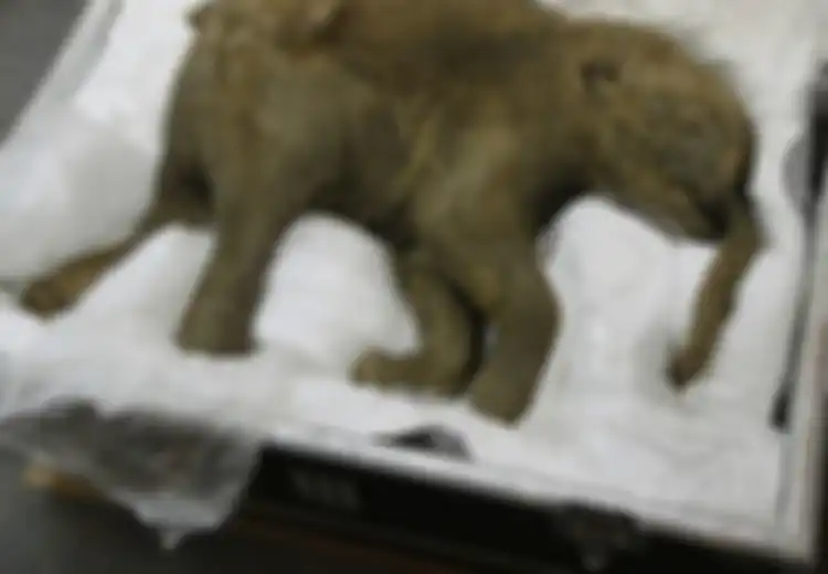 Berusia Sekitar 42.000 Tahun, Bayi Mammoth yang Diawetkan Ini Akan Dihidupkan Kembali dengan Ciptakan Spesies Hibrida, Demi Jaga Keseimbangan Ekosistem Bumi, Bagaimana Caranya?
