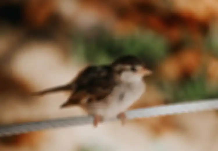 Ternyata Ini Arti Burung Gereja Masuk Rumah, Pertanda Keberuntungan?