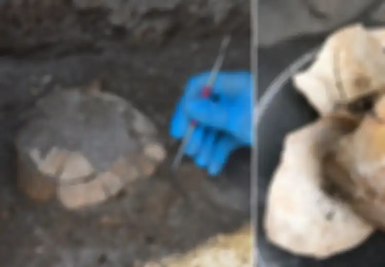 Berusia 2.000 Tahun, Kura-kura Hamil Ini Terungkap dari Reruntuhan di Pompeii, Bencana Alam Paling Bersejarah dalam Sejarah