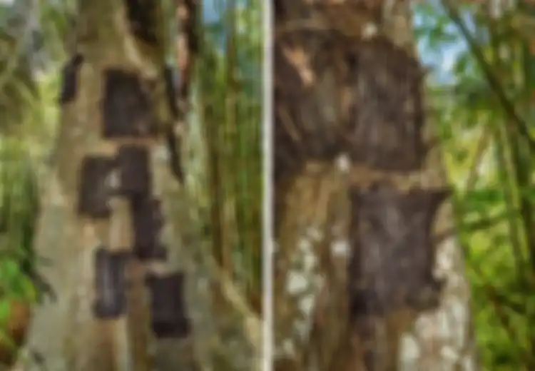 Passiliran, Ritual Pemakaman Suku Toraja, Tradisi Mengubur Bayi Meninggal di Lubang Pohon Besar, Ada Satu Syarat yang Tidak Boleh Dilanggar