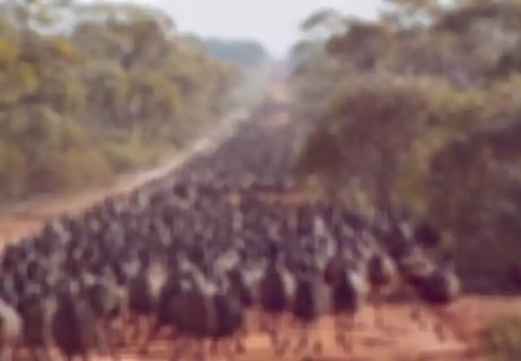 Sampai Pecundangi Milter Australia, Siapa Sangka  'Tentara Australia' Pernah Kalah Telak Ketika Melakukan Perang  dengan Kawanan Burung Raksasa Ini, Kisahnya Sangat Mencengangkan 