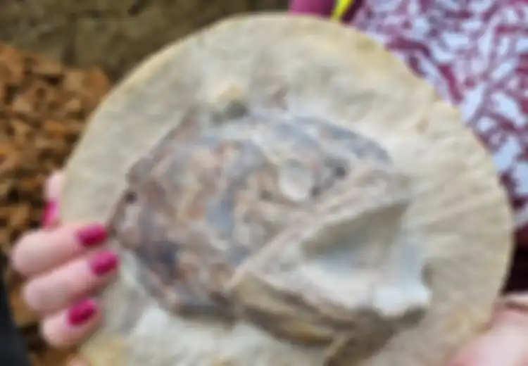 Berusia 183 Juta Tahun, Bak Membeku dalam Waktu, Fosil Dunia Laut Jurrasic Ini Ditemukan di Ladang Petani, Terawetkan dalam Kandungan Beton Tiga Dimensi Batu Kapur