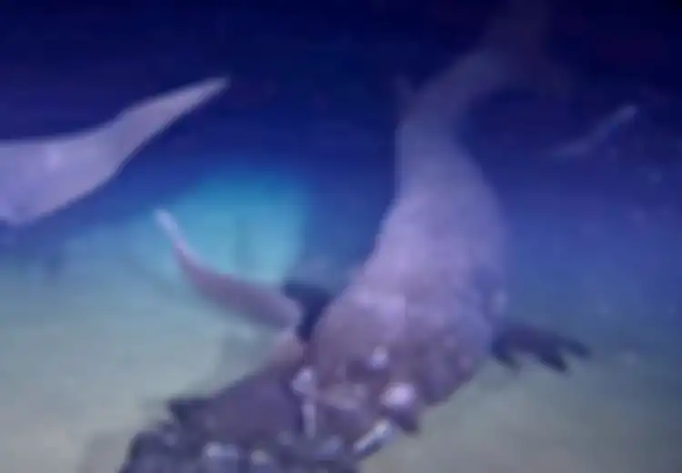 Hidup di Kedalaman 2.000 Meter di Bawah Laut, Inilah Penampakan Langka Makhluk Berukuran 2,5 Meter yang Berhasil Direkam Oleh Ilmuwan, Bak Misteri Lautan yang Terungkap
