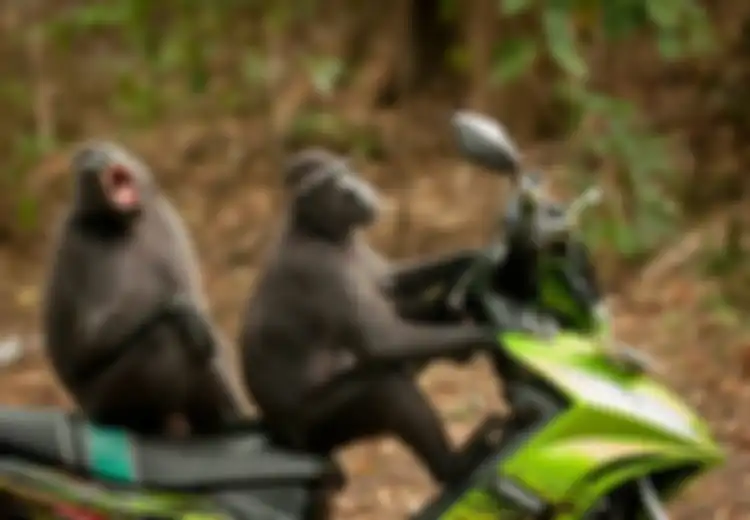 Setelah Foto Monyet Boncengan, Inilah Pemenang Foto Komedi Hewan Liar 2021, Monyet Kesakitan Saat Pertunjukan dan Monyet Memeluk Pohon