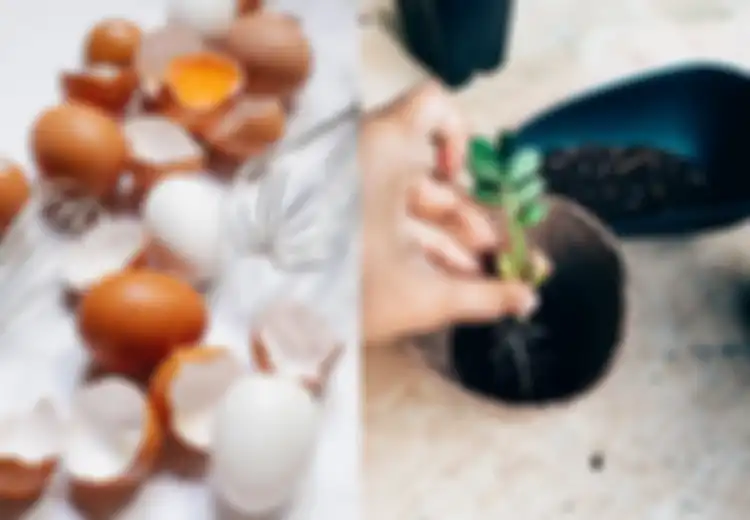 Jangan Langsung Buang Cangkang Telur, Gunakan Sebagai Campuran Pupuk Agar Tanaman Lebih Sehat dan Subur, Begini Caranya!