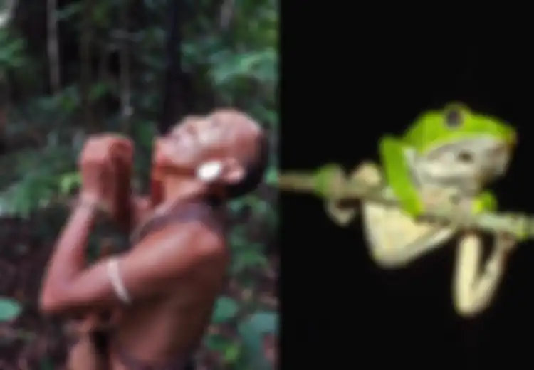 ‘Teteskan Racun di Mata’ Ritual Pendewasaan Anak Laki-laki Suku Matis di Brasil, Siap Berburu!