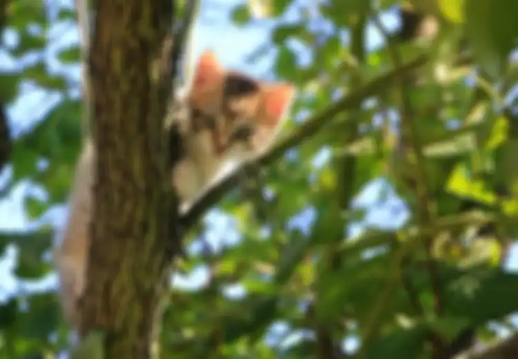 Jadikan Kucing Sebagai Senjata, Inilah Proyek  Gila Agen Mata-Mata CIA