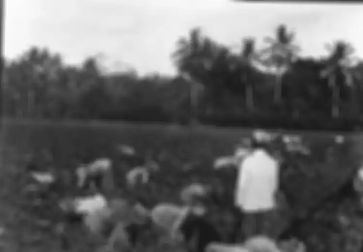 Nasib Karimah si Gundik Jawa, Dikurung di Kamar Hanya untuk Tuannya Bermain Tangan