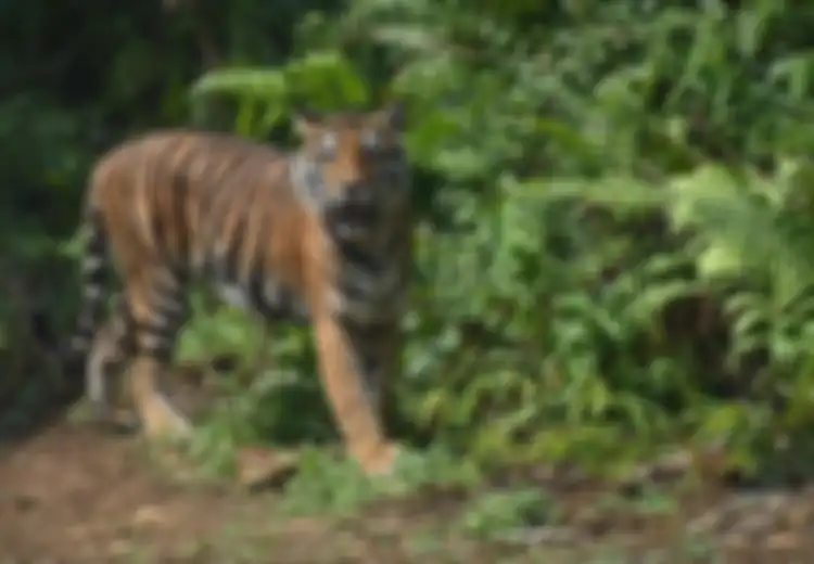 Legenda Manusia Harimau, Manusia yang dapat Berubah  Wujud Jadi Harimau 