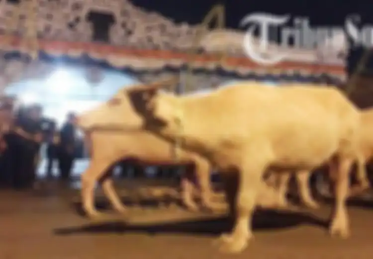 Mengenal Kebo Kyai Slamet, Sapi Keramat yang Dikagumi Raja-Raja Mataram Islam Surakarta