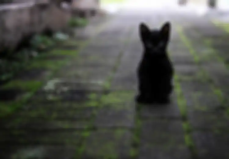 Makam Nyai Tembong, Tempat Peristirahatan Terakhir Kucing Kesayangan Raja Mataram Islam
