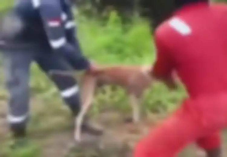 3 Sosok Pelaku Lempar Anjing Hidup-hidup Untuk Dimakan Buaya Tertangka, Mengaku Jengkel Bekal Sering Dimakan
