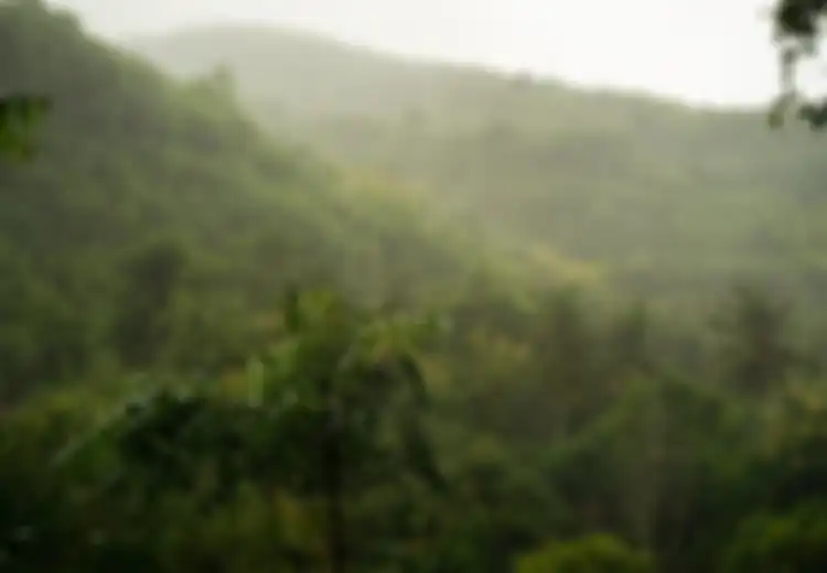 20 Ucapan Hari Hutan Hujan Sedunia 2023, Peristiwa Penting Bagi Bumi
