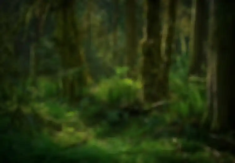 25 Ucapan Hari Hutan Indonesia 7 Agustus 2023, Cocok untuk Caption