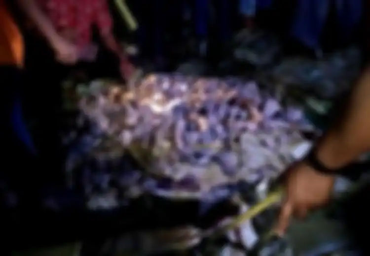5 Tradisi Natal di Indonesia, dari Meriam Bambu sampai Kabar Batu