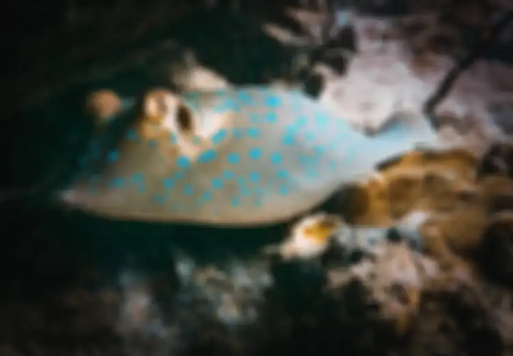 Ikan Pari Jawa, Spesies Unik yang Dikenal dari Satu Spesimen, Kini Dinyatakan Punah Ini Penyebabnya