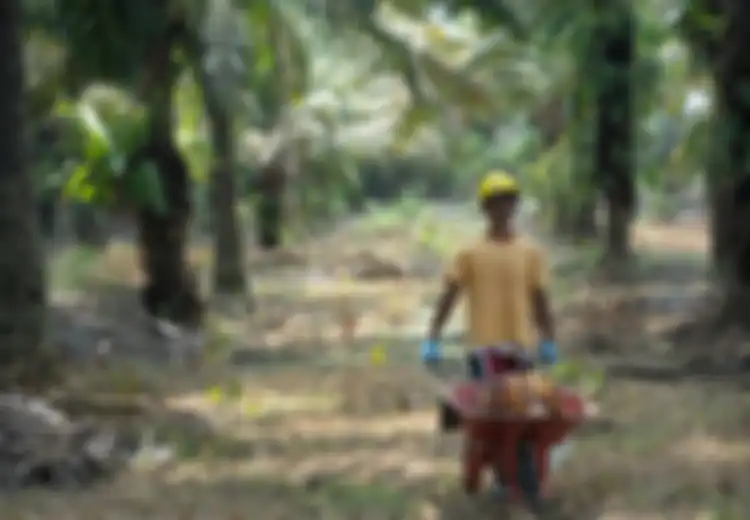 Janji 3 Capres-Cawapres Terkait Nasib Petani dan Pengusaha Sawit