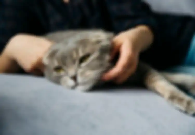Jangan Menganggapnya Remeh, Inilah 5 Arti Mimpi Kucing Masuk Rumah