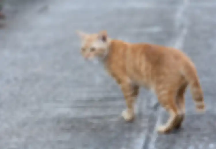 Menabrak Kucing Tidak Sengaja Sampai Mati Pertanda Apa? Bakal Celaka?