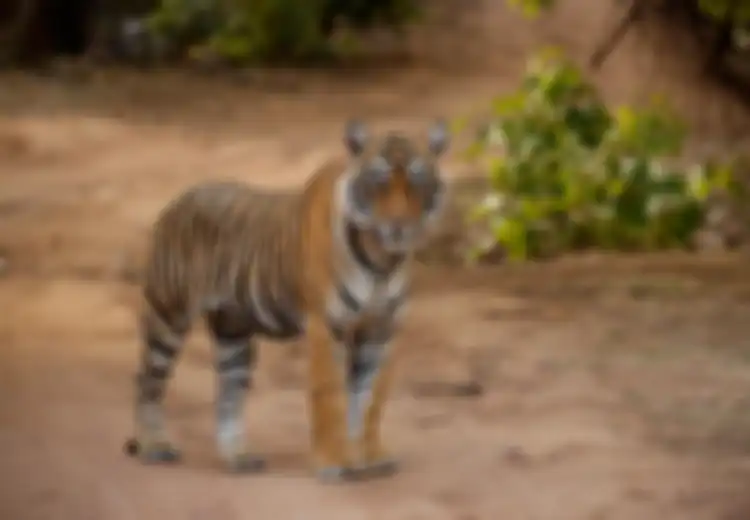  Ini 15 Arti Mimpi Dikejar Harimau Menurut Primbon Jawa, Pertana Apa?