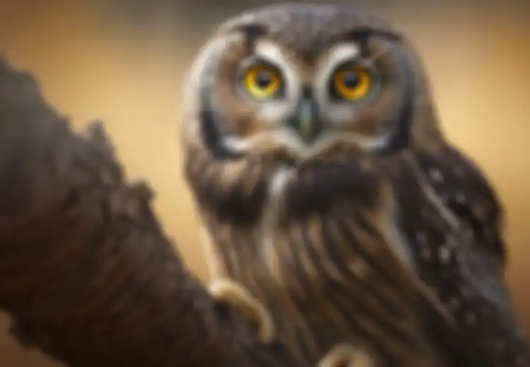 Burung Hantu Masuk Rumah Pertanda Apa? Benarkah Terkait Kematian?