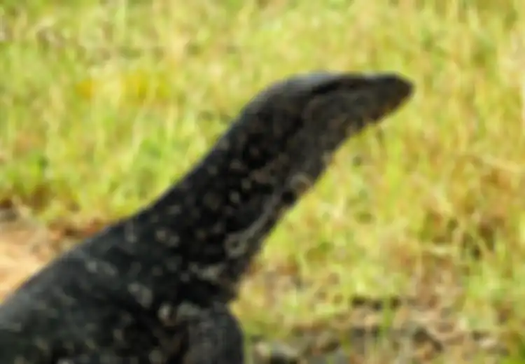 Biawak Masuk Rumah Pertanda Apa? Bakal Ketiban Rezeki Nomplok?