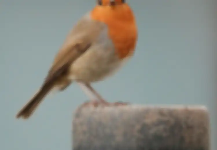 Burung Masuk Rumah Pagi Hari Pertanda Apa? Pintu Rezeki Terbuka Lebar?