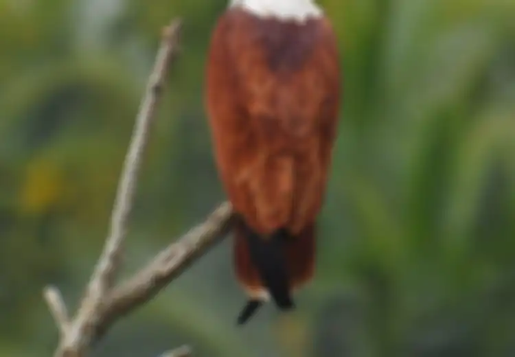 Garuda Lambang Indonesia Burung Apa Sebenarnya? Elangkah? Rajawalikah?