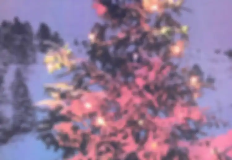 Apa Saja Jenis Cemara yang Biasa Dipakai sebagai Pohon Natal?