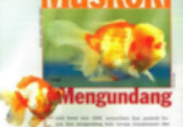 Hikayat Ikan Maskoki yang Dipercaya Selalu Mendatangkan Hoki