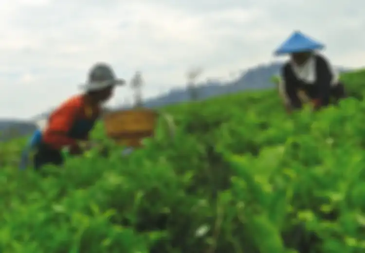 Hikayat Teh, dari Hidangan Bangsawan ke Suguhan Rakyat Kebanyakan